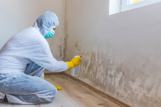 Licensed Mold Remediation service in Virginia, VA - 24 Hour Mold Removal